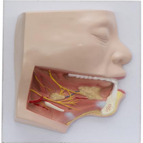下頜下三角解剖模型