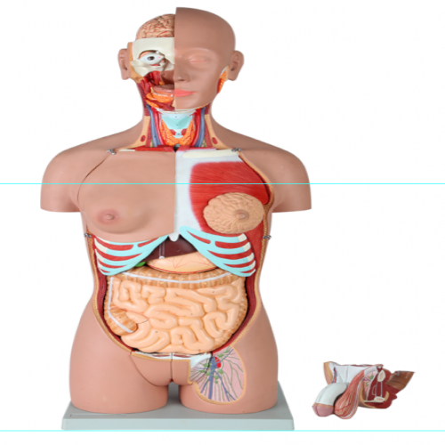 男、女兩性人體背部開放式半身軀干模型（87cm/29件）