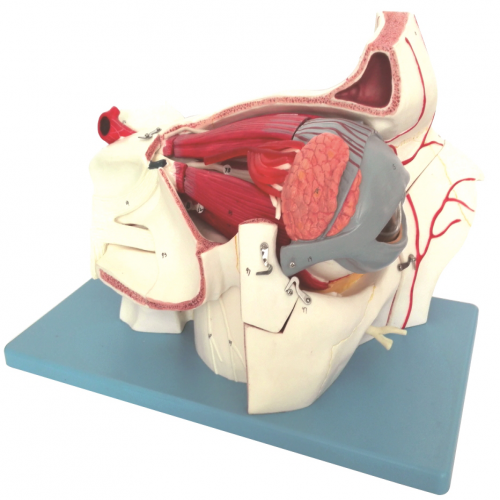 眼球與眼眶附血管神經(jīng)放大模型（10部件）